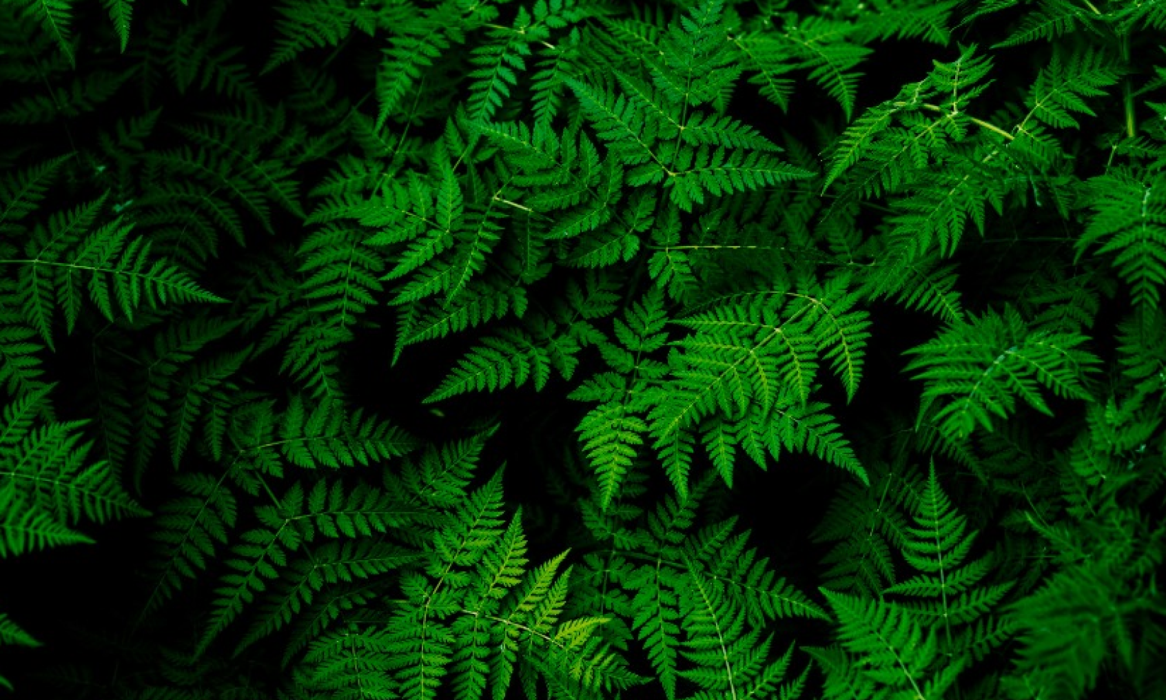 Czy olejek CBD może wpływać na odporność?